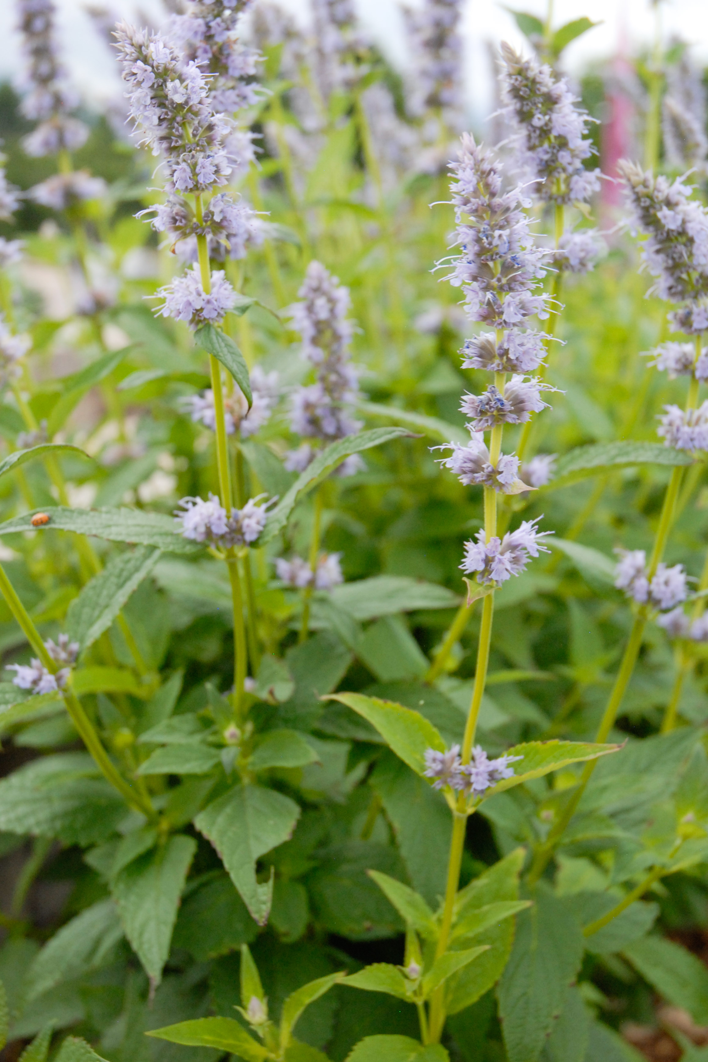 Blue Fortune Hyssop
